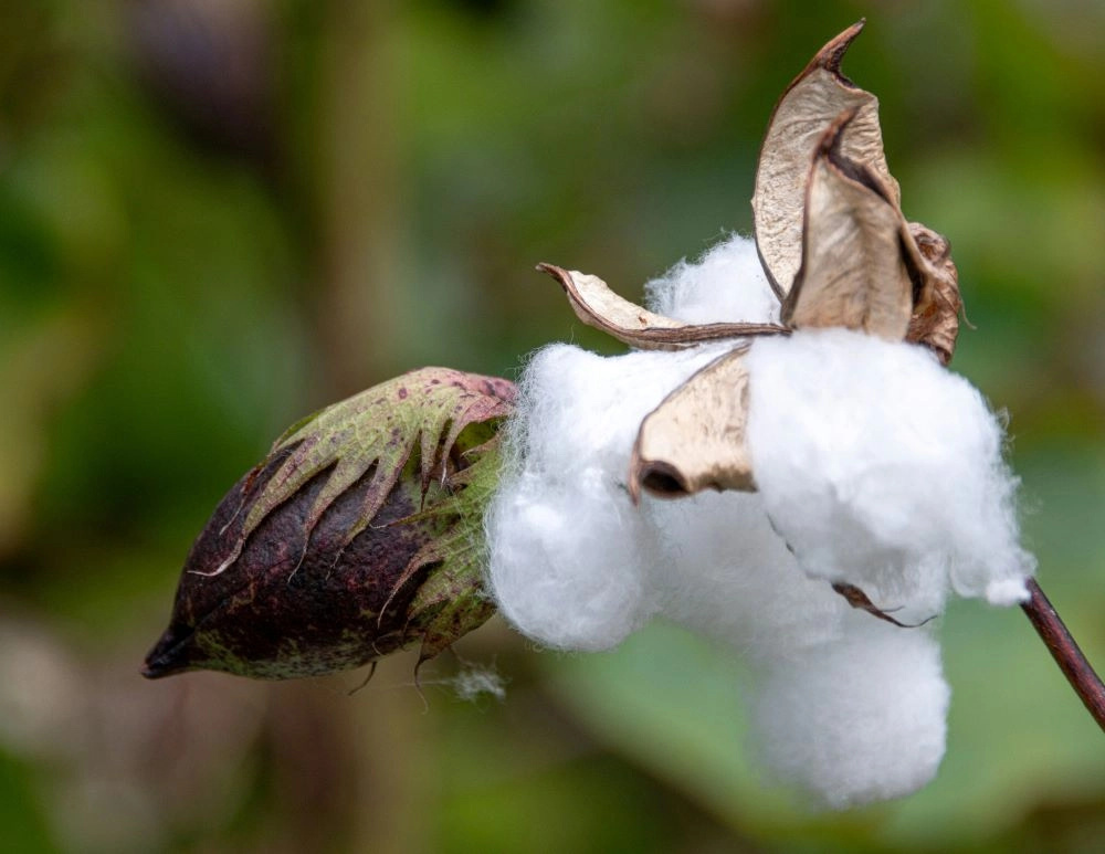 Organic Cotton